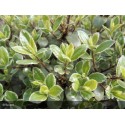 PITTOSPORUM tenuifolium Silver Ball