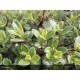 PITTOSPORUM tenuifolium Silver Ball