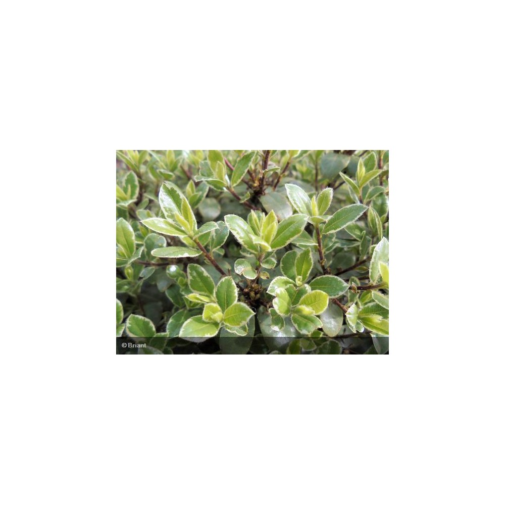 PITTOSPORUM tenuifolium Silver Ball