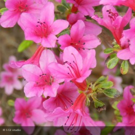 AZALEA japonica