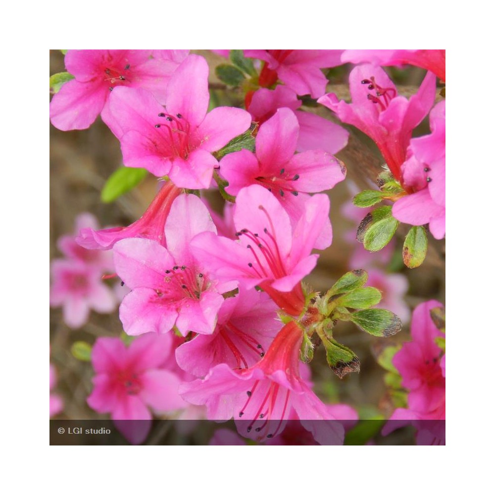 AZALEA japonica