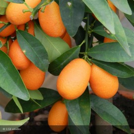 KUMQUAT