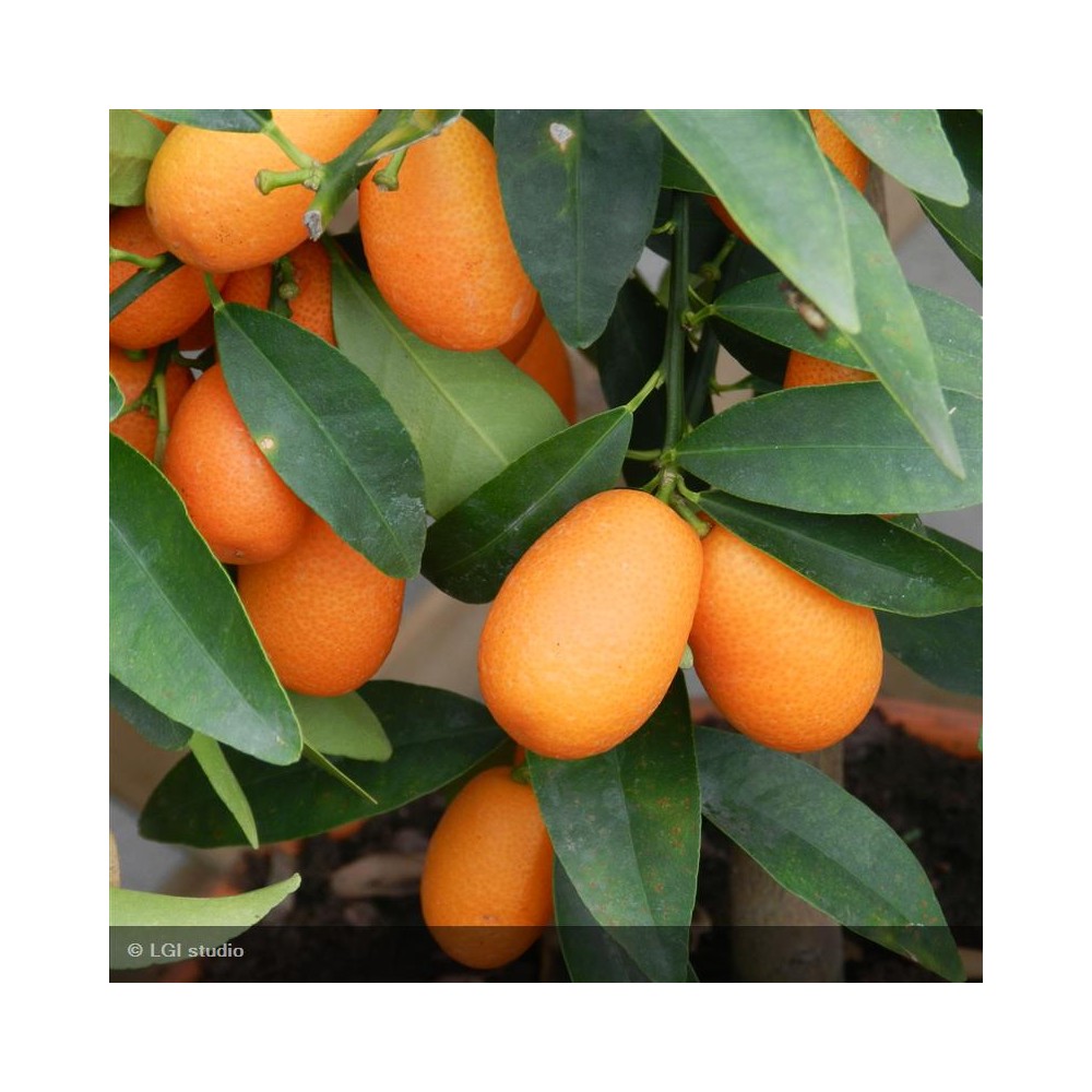 KUMQUAT