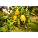 CITRONNIER Main de Bouddha