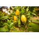 CITRONNIER Main de Bouddha