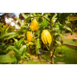 CITRONNIER Main de Bouddha
