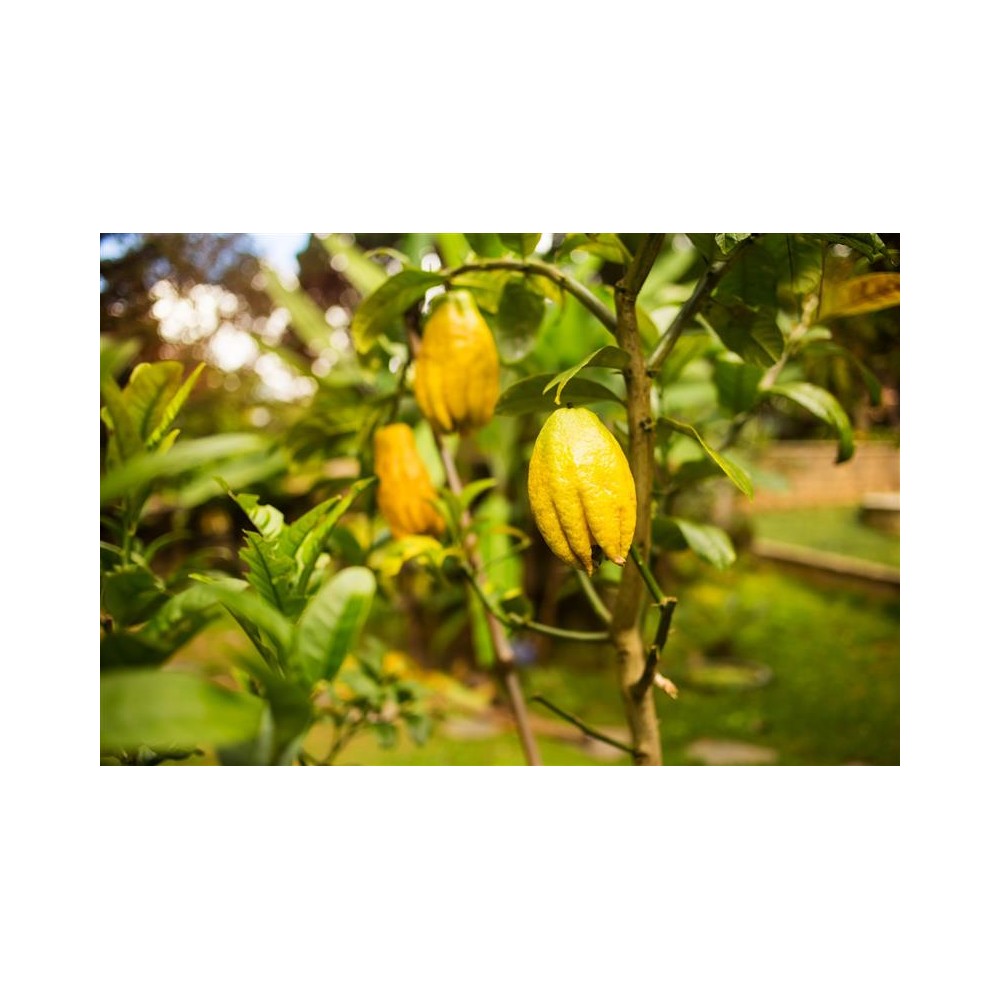 CITRONNIER Main de Bouddha