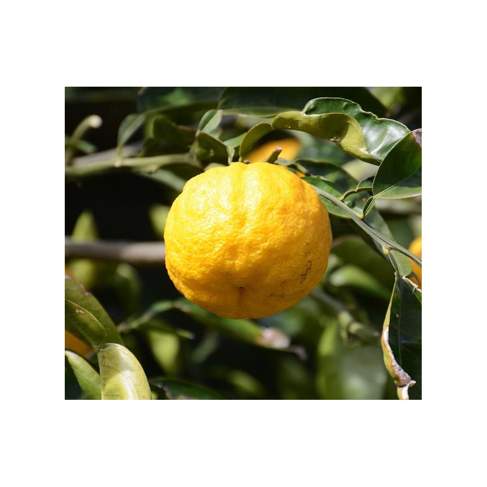 CITRONNIER Yuzu