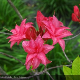 AZALEA mollis