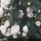 PHILADELPHUS x virginalis