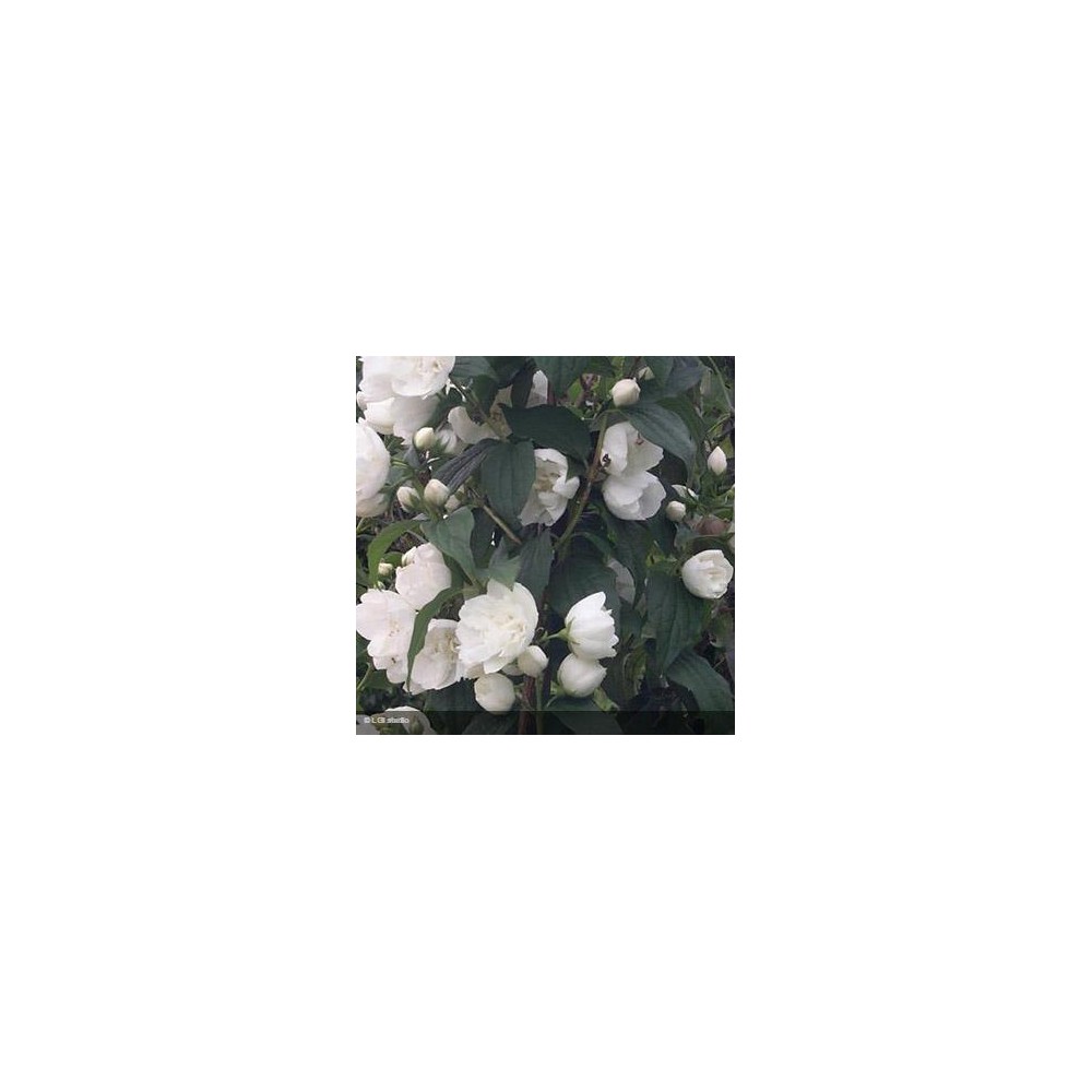 PHILADELPHUS x virginalis