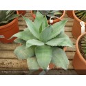 AGAVE parryi