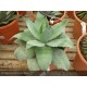 AGAVE parryi