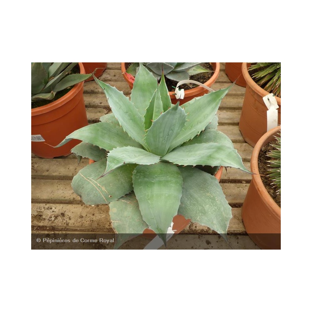 AGAVE parryi