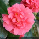 CAMELLIA japonica