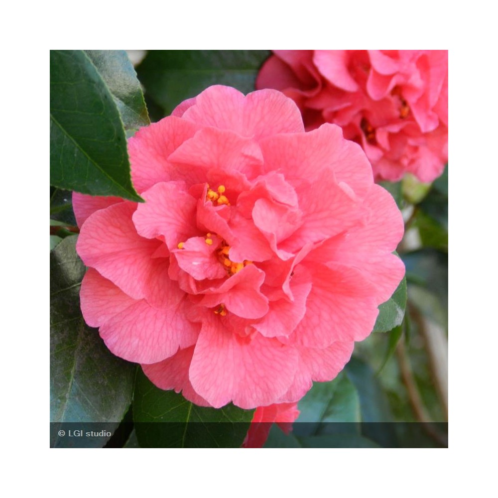 CAMELLIA japonica