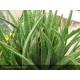 ALOE ferox