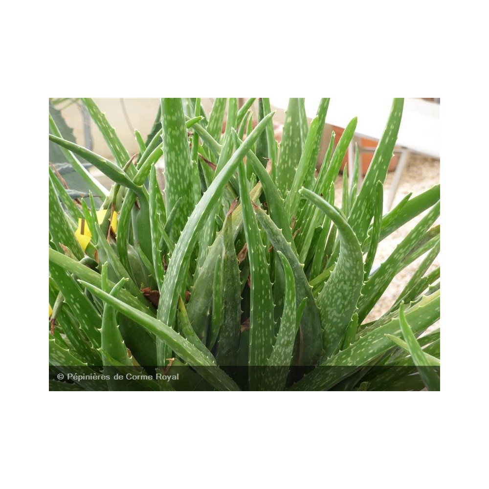 ALOE ferox