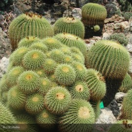 ECHINOCACTUS grusonii