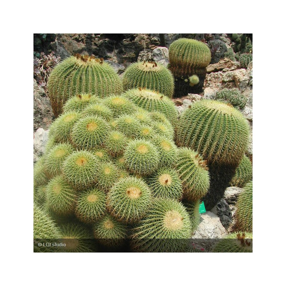 ECHINOCACTUS grusonii