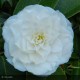 CAMELLIA japonica