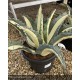 AGAVE americana Mediopicta