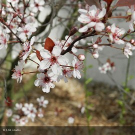 PRUNUS pissardii