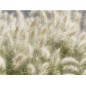 PENNISETUM alopecuroides Little Bunny