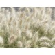 PENNISETUM alopecuroides Little Bunny