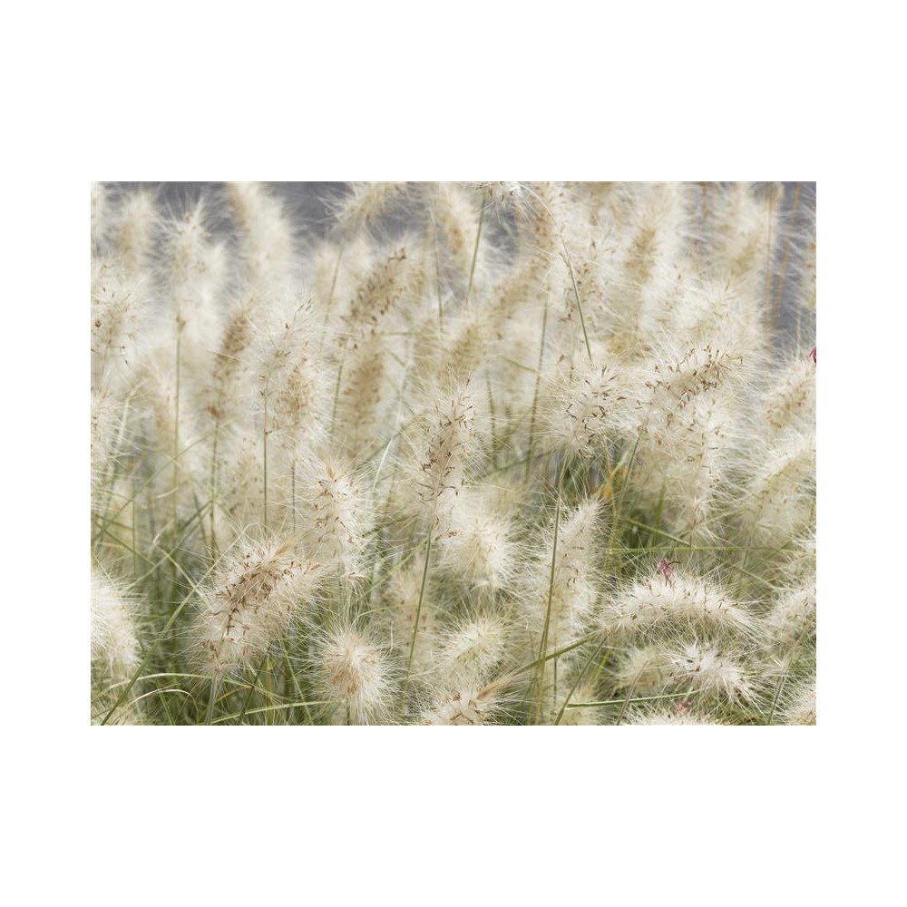 PENNISETUM alopecuroides Little Bunny