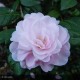 CAMELLIA japonica