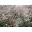 MISCANTHUS sinensis Emmanuel Lepage