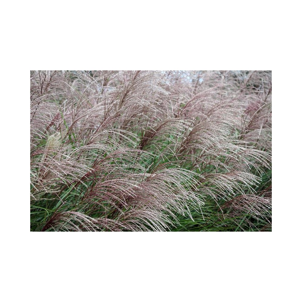 MISCANTHUS sinensis Emmanuel Lepage