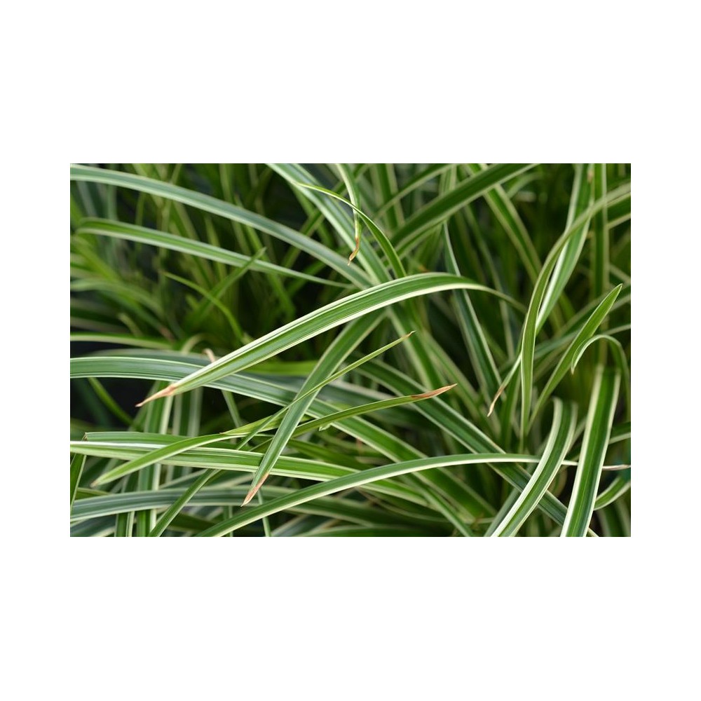 CAREX brunnea Variegata - Ppinires de Corme-Royal