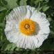 ROMNEYA coulteri