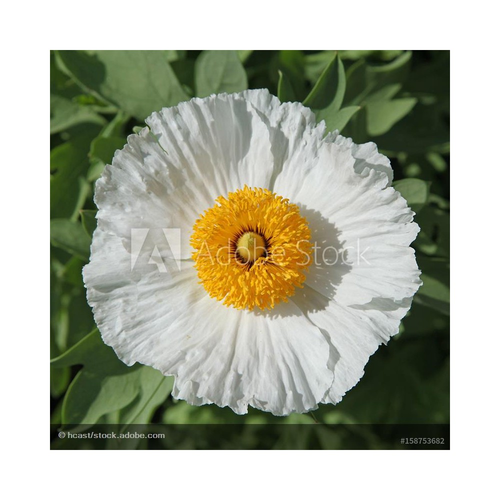 ROMNEYA coulteri