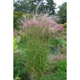 MISCANTHUS sinensis Flamingo