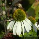 ECHINACEA purpurea Alba