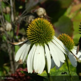 ECHINACEA purpurea Alba