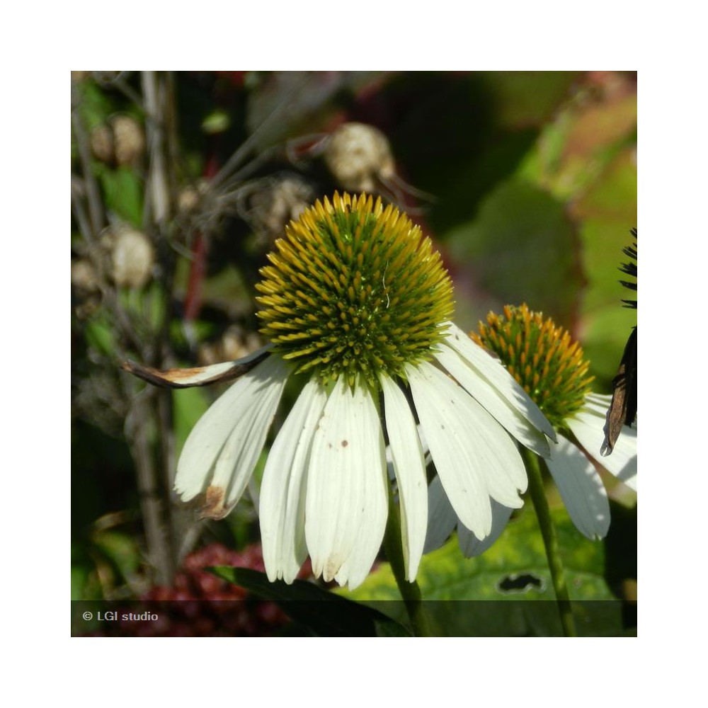 ECHINACEA purpurea Alba