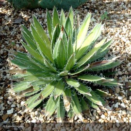 AGAVE filifera