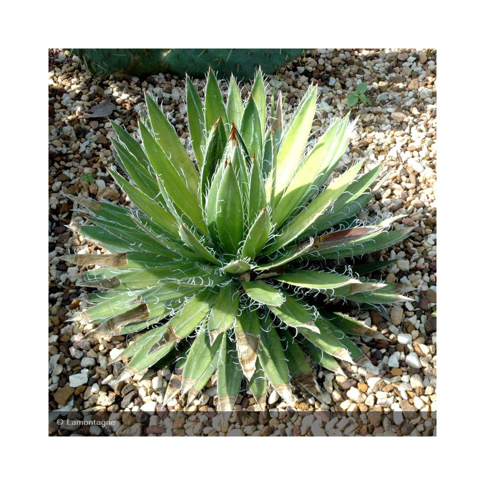 AGAVE filifera