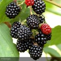 RUBUS fruticosus