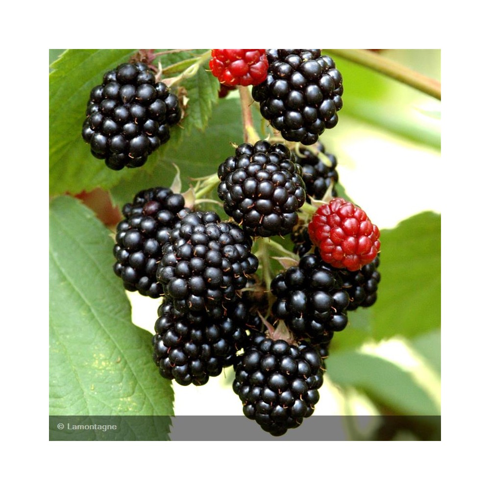 RUBUS fruticosus