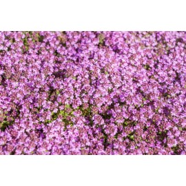 THYMUS praecox Red Carpet