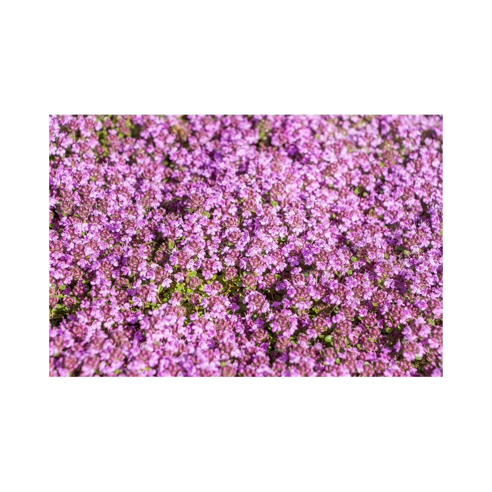 THYMUS praecox Red Carpet