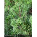 PINUS mugo Picobello