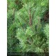 PINUS mugo Picobello