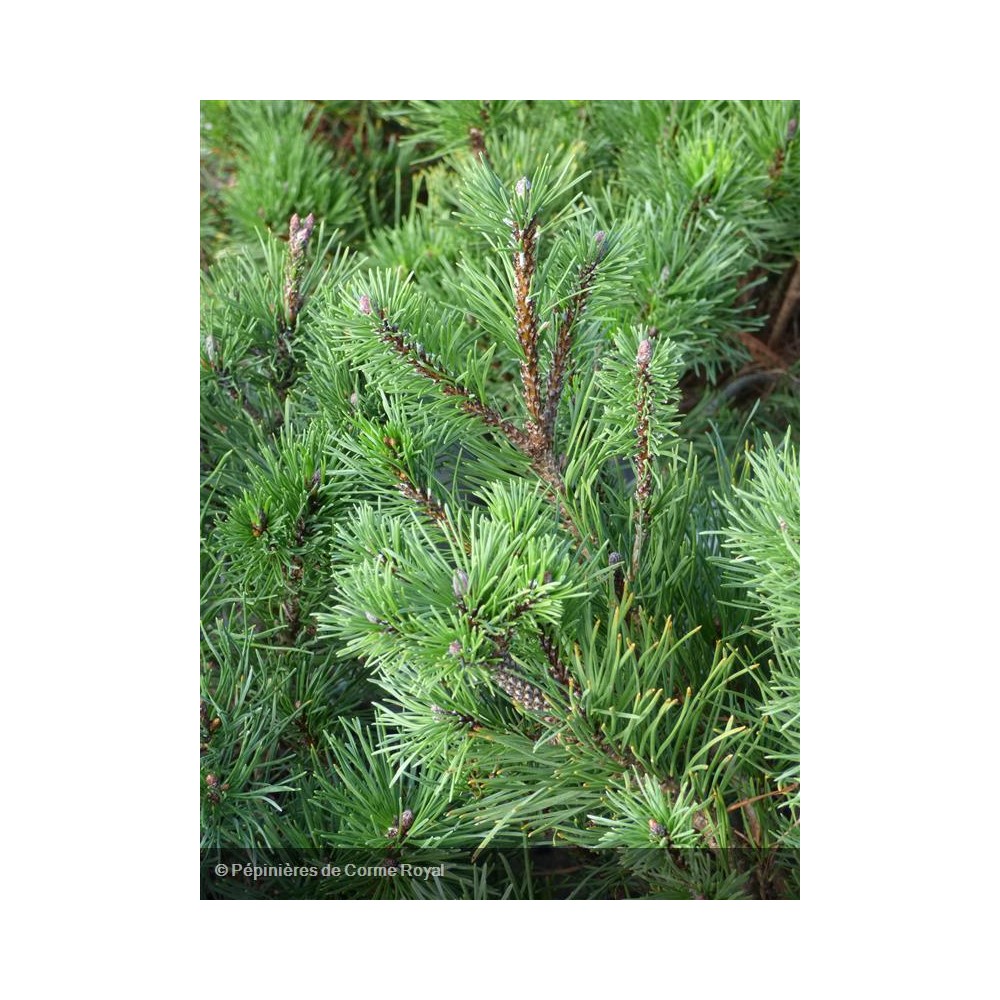 PINUS mugo Picobello