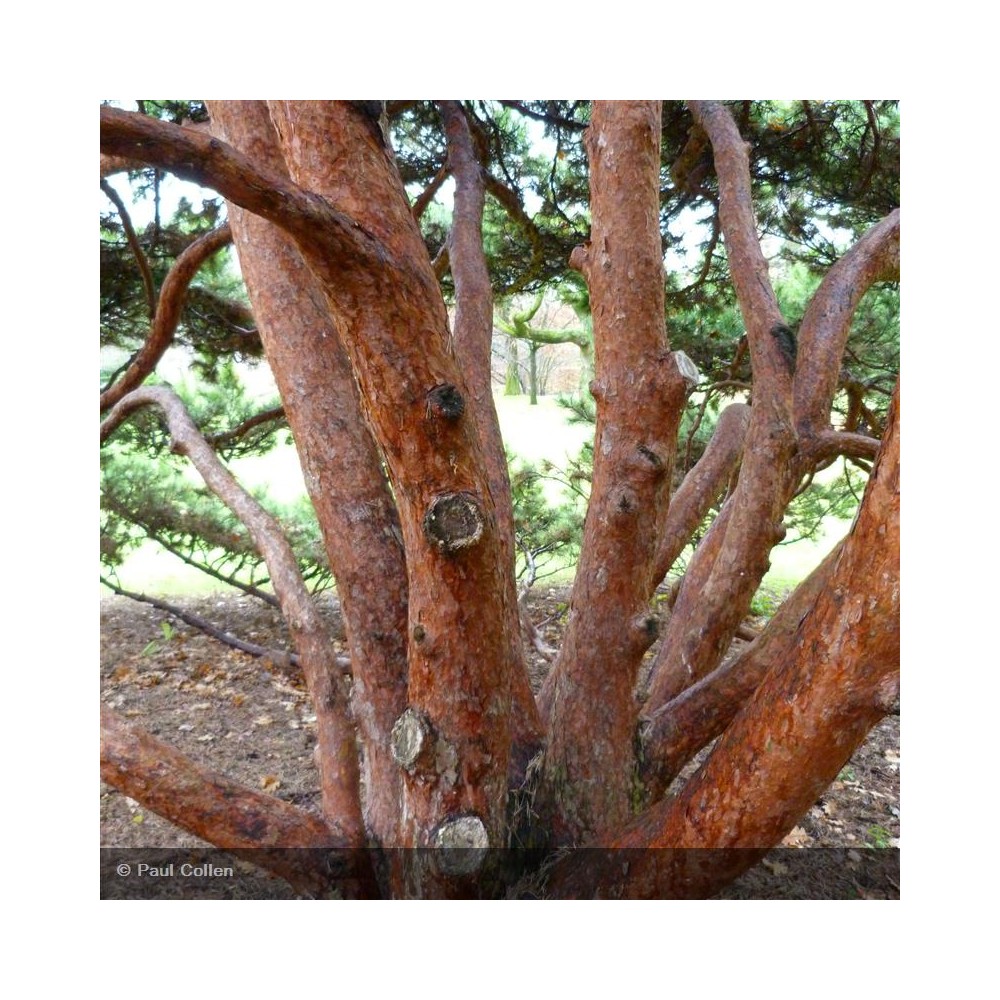 PINUS sylvestris Watereri